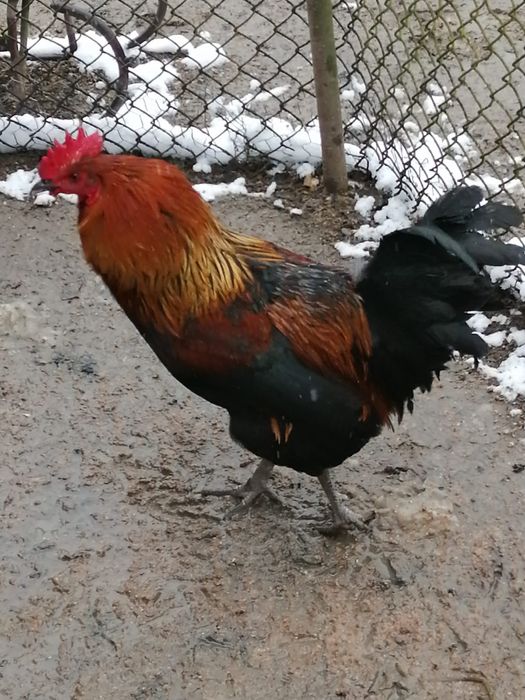 Vând cocosi de casa 120 de lei