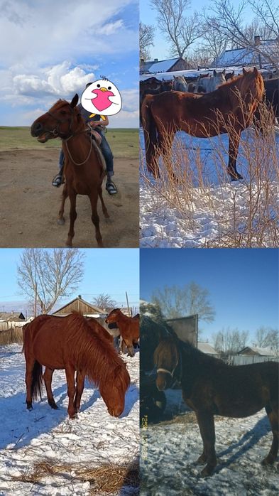 Айғыр 7 жасар Қостанай қанды