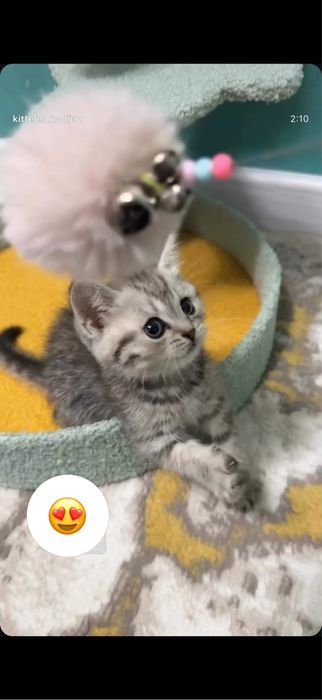 Скотиш страйт серебро шиншилла