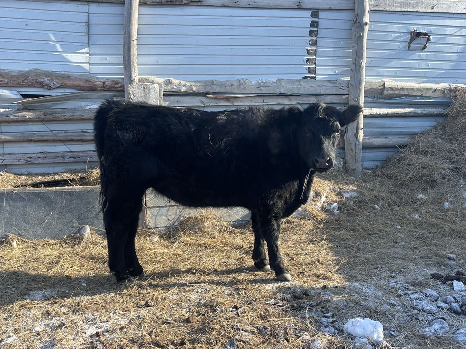 Ангус кашар сатылады