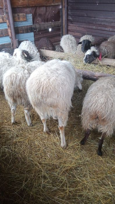 Кошкар 2 годовалый