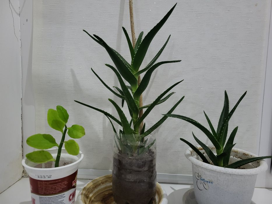 Продам домашние цветы