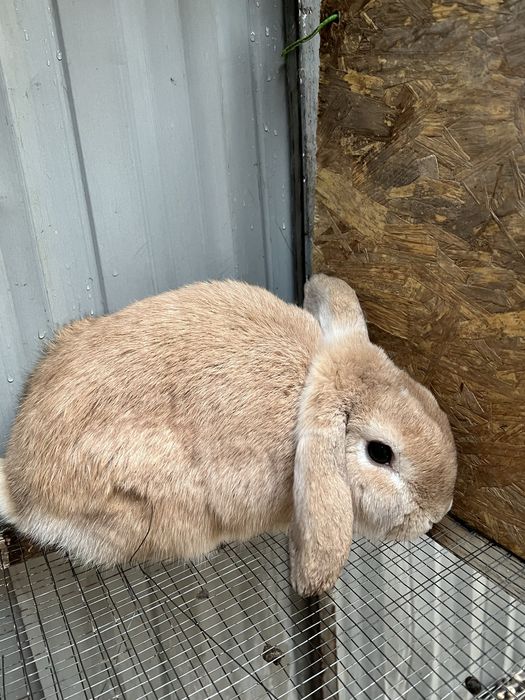 Куйон карлик срочно тоза конли