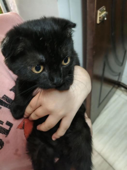Вислоухая Шотландская кошка.