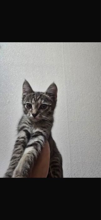 отдам котенка в добрые руки