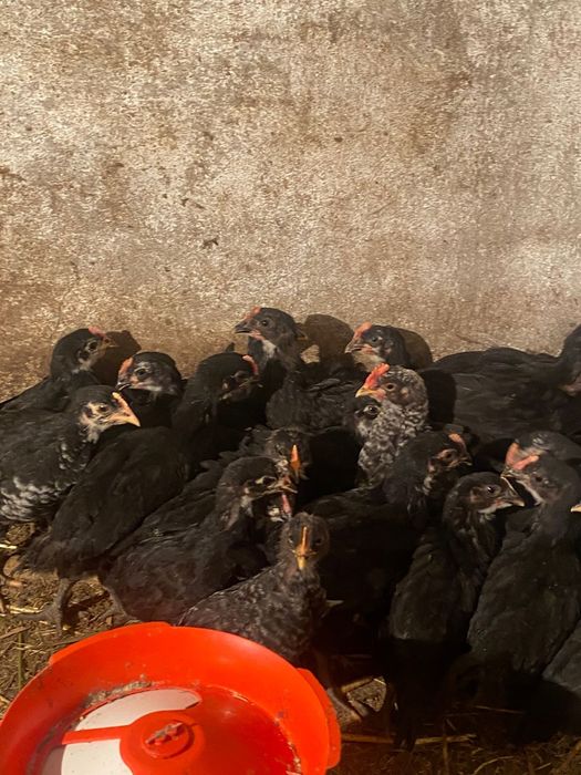 Австролорп балапандары сатылады