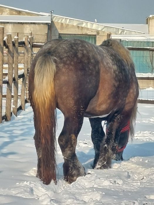 Vand armasar sur de 3 ani