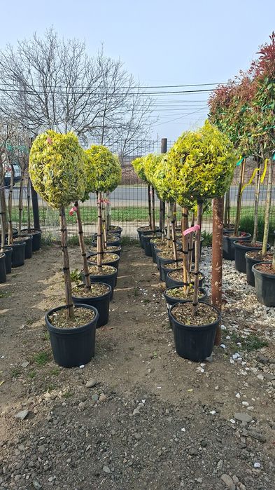 Plante ornamentale pentru gradina gazon amenajări grădini de la A la Z