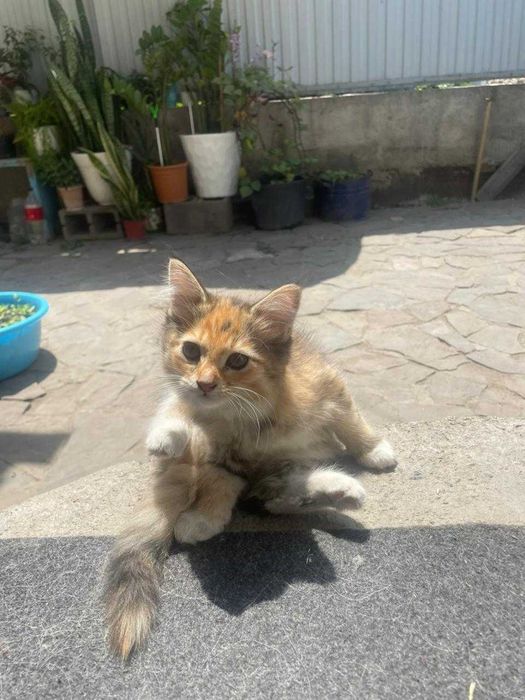 Отдам двух кошечек
