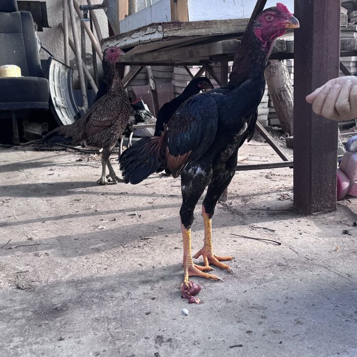 петух бойцовский