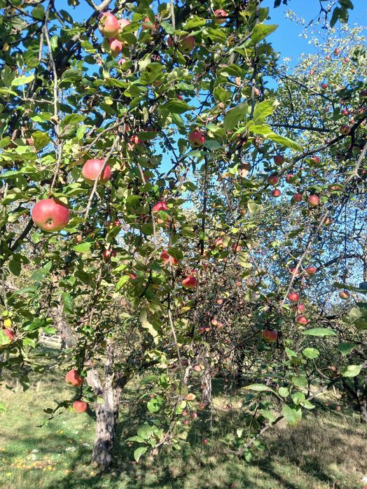 Fructe pomi fructiferi
