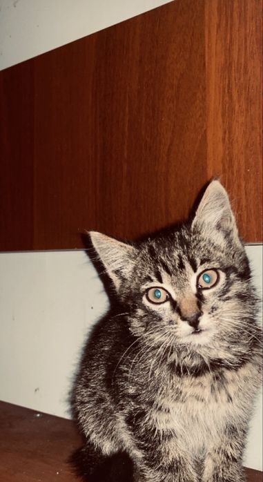 отдам добрые руки котенка