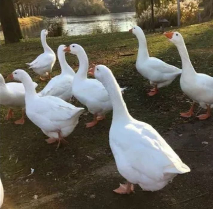 Домашние утки. Молодые