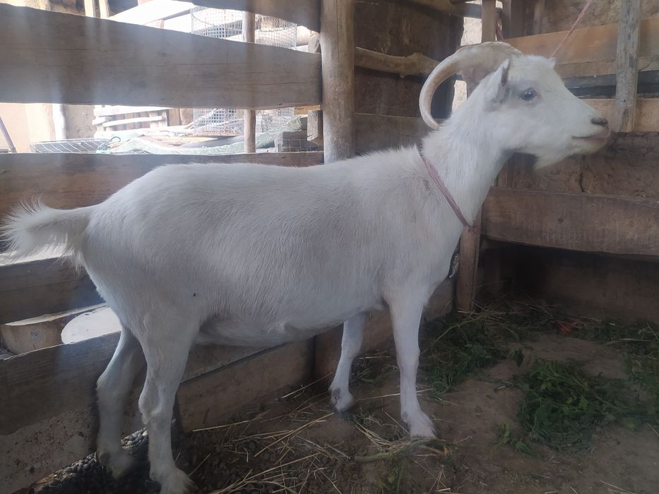 Заанен ешкілер сатылады.