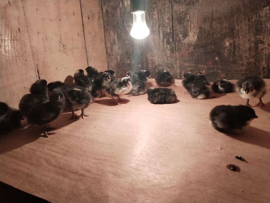 Отличные здоровые цыплята