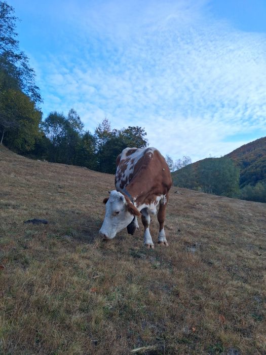 Vaci si taur de vânzare