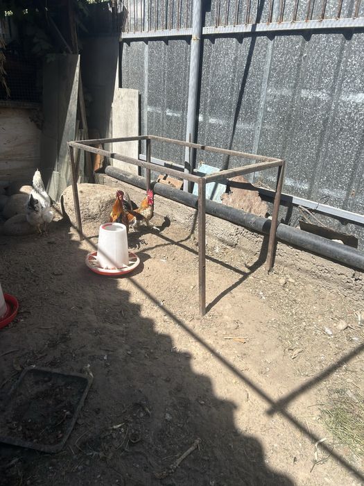 Продам домашних петушков