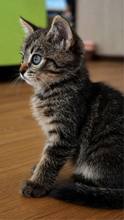 Самый милый котенок