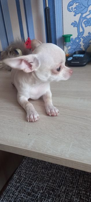 Щенки   чихуахуа