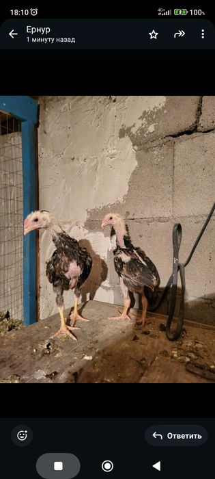 Сатамын дакан шоже кораз 25000