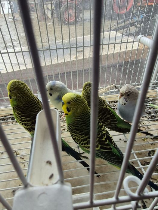 Vind peruși 2 pereche și un cocoși