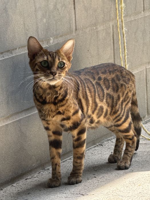 Бенгалский котята