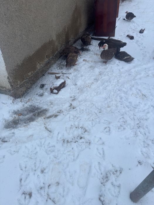 Продам индоутки домашние