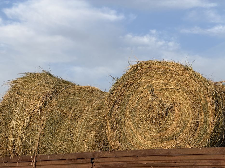 продам сено клевер рулом