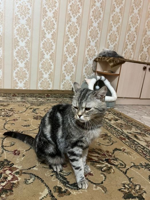 Шотландская прямоухая (Scottish Straight).