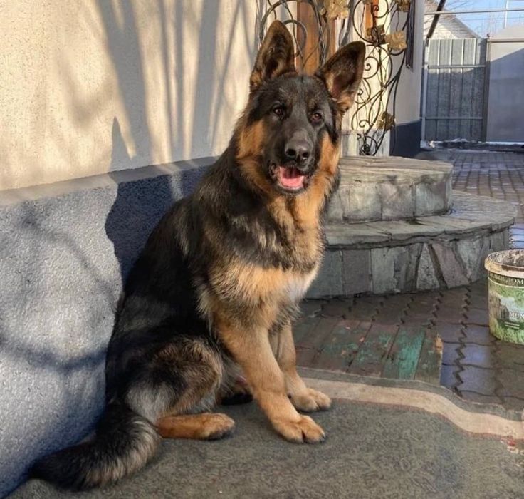 Продам щенка немецкая овчарка