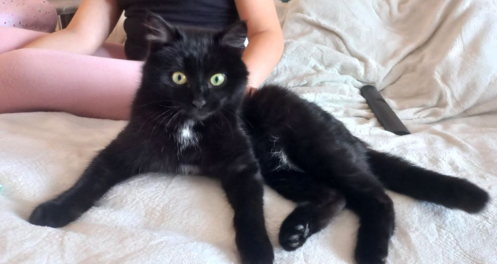 Котенок мальчик!