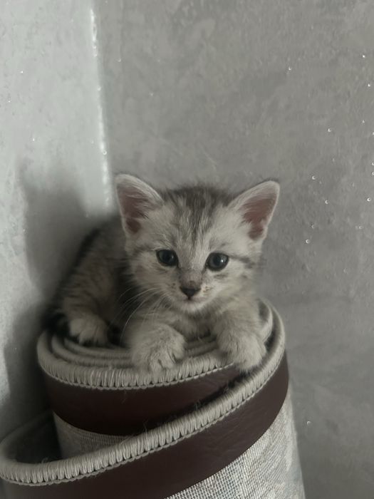 Котенок британская короткошерстная