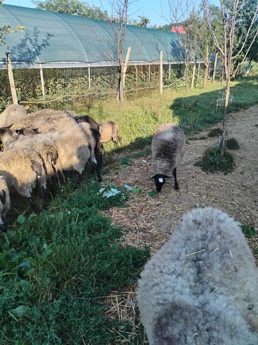 Mielute Romanov gata pentru monta, vârsta 5 luni 0731634515