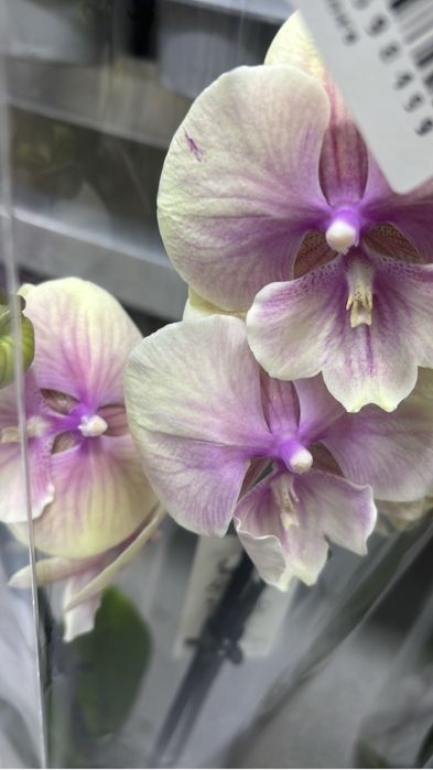 Орхидеи цветущие