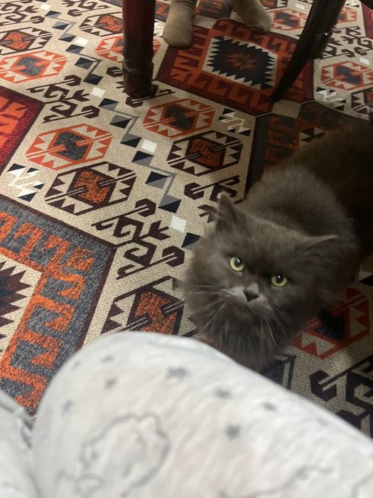 Отдам кота в хорошие руки