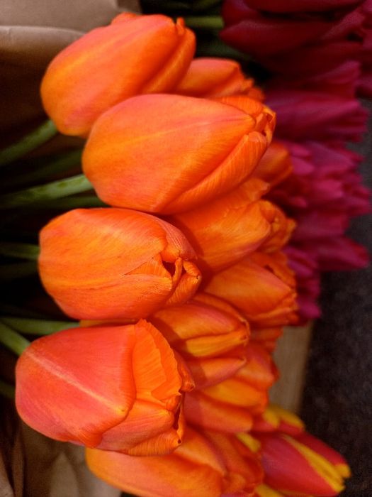 Тюльпаны оптом Алматы