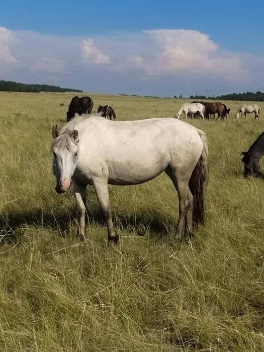 Продам БИЕ недорого