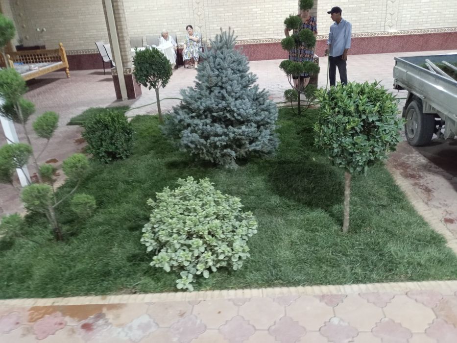 Gazon  archa  gul  darqx