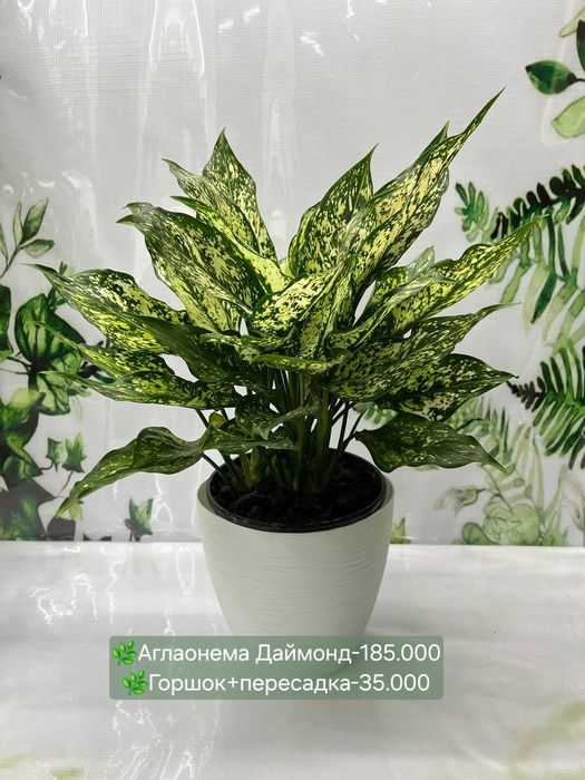 Калатея Орната и Аглаонемы разных сортов  и др