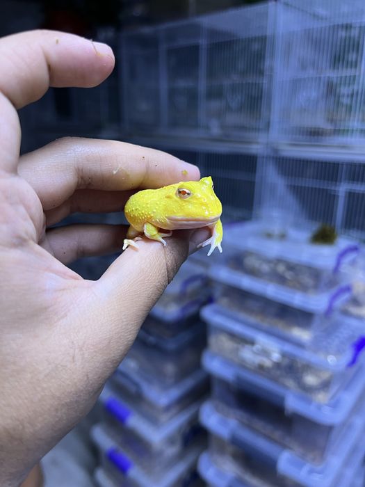 Лягушка рогатка super pikachu