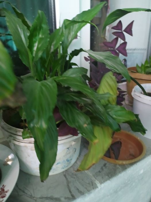 Продам цветы комнатные