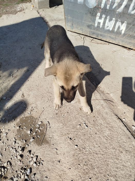 Бесплатно мехрибон кулларга