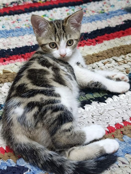 Продается кошечка