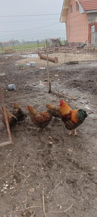 Vind ouă de găini de rasă Wiandotte GSG 10