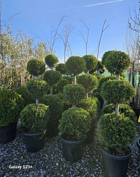 Vand plante ornamentale