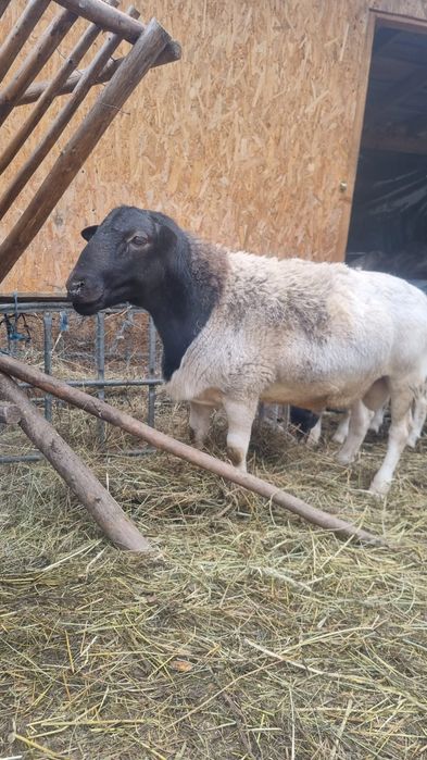 Vând berbec  dorper tânăr