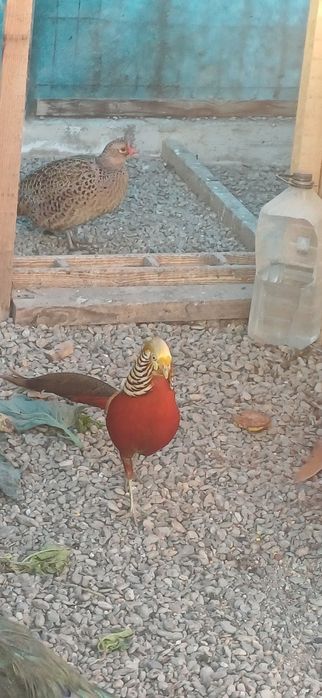 Mascul fazan auriu pe roșu