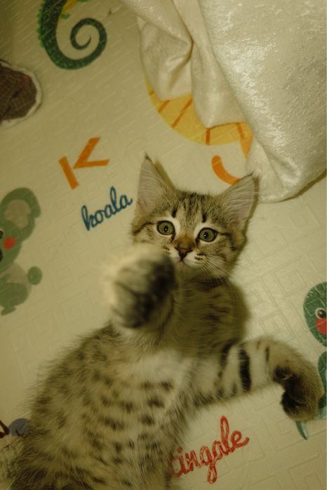 Отдам в добрые руки котик