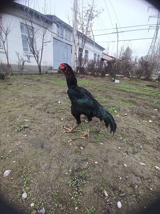 Dakan xoroz antikvar toshi qeyshiq