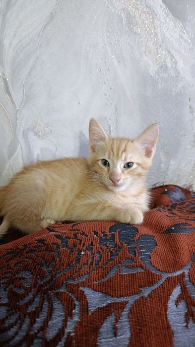 Отдам котят в хорошие руки